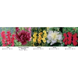 C-Zestaw-191-Alcea-(malwa)-5x10-szt